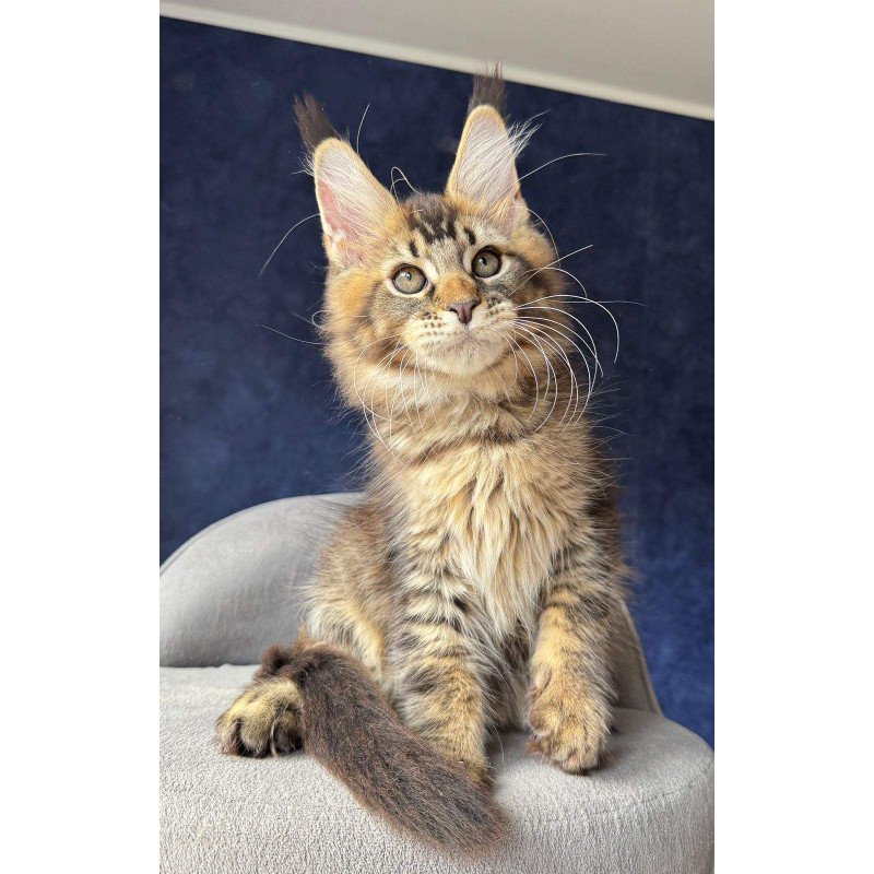 Maine Coon NOV Olris