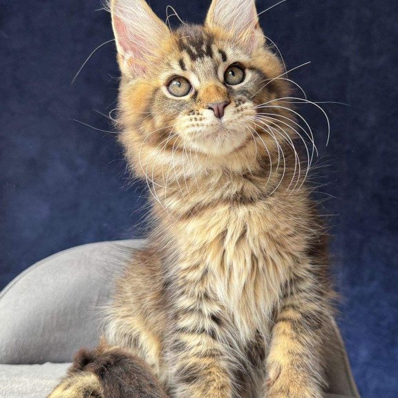 Maine Coon NOV Olris
