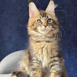 Maine Coon NOV Olris