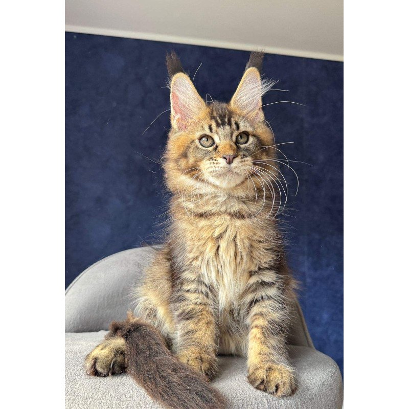 Maine Coon NOV Olris