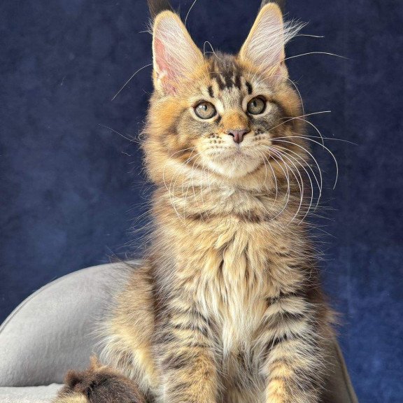 Maine Coon NOV Olris