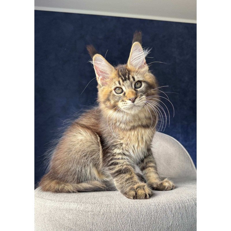 Maine Coon NOV Olris