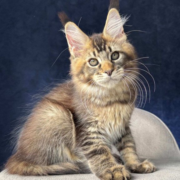 Maine Coon NOV Olris