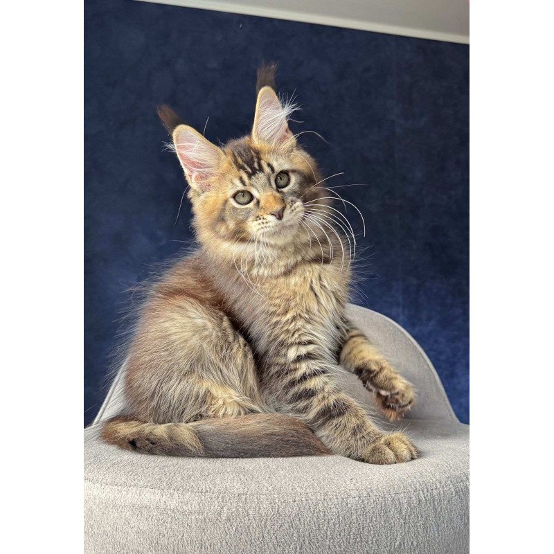 Maine Coon NOV Olris