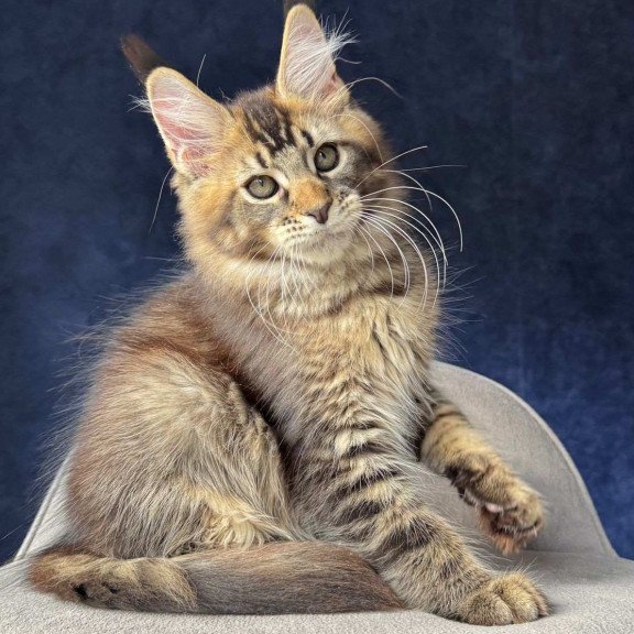 Maine Coon NOV Olris