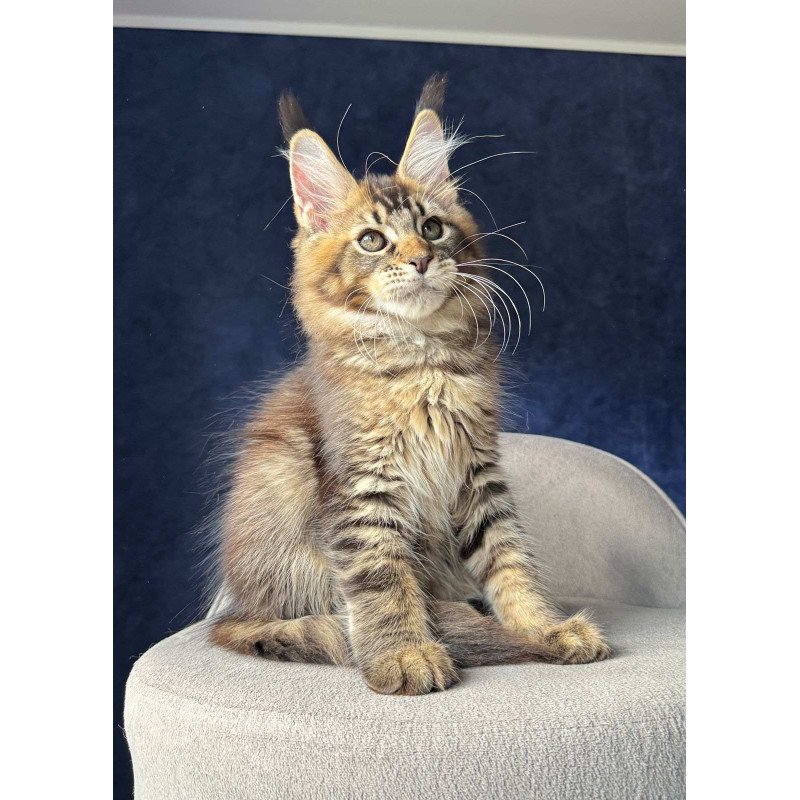 Maine Coon NOV Olris