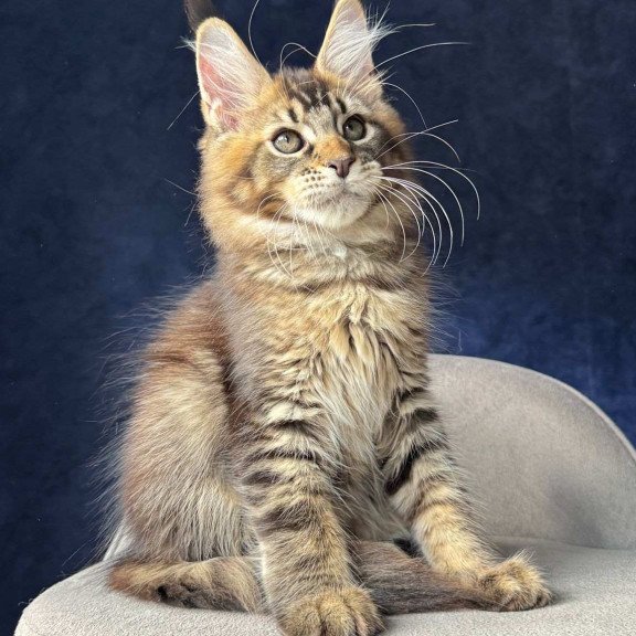 Maine Coon NOV Olris