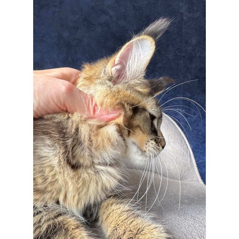 Maine Coon NOV Olris