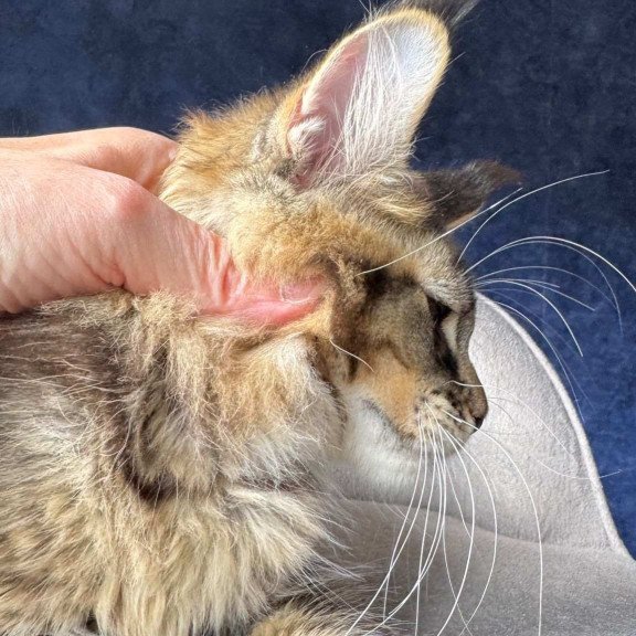 Maine Coon NOV Olris