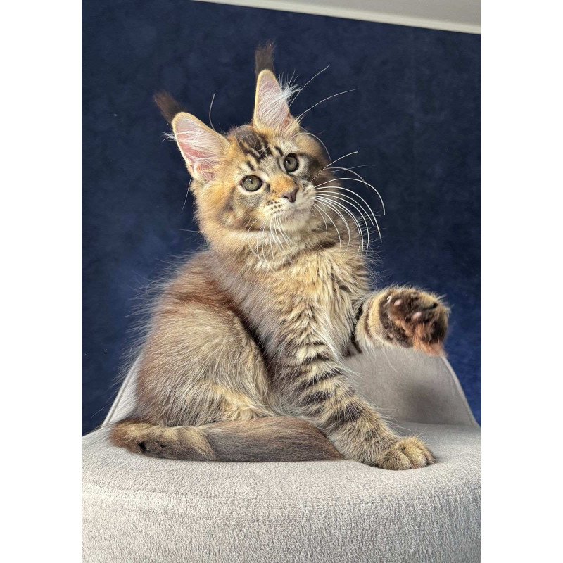 Maine Coon NOV Olris