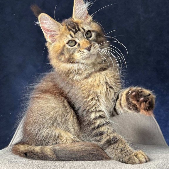 Maine Coon NOV Olris