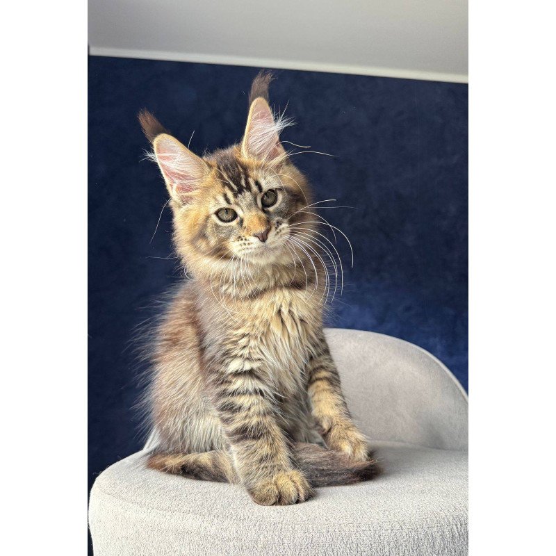 Maine Coon NOV Olris