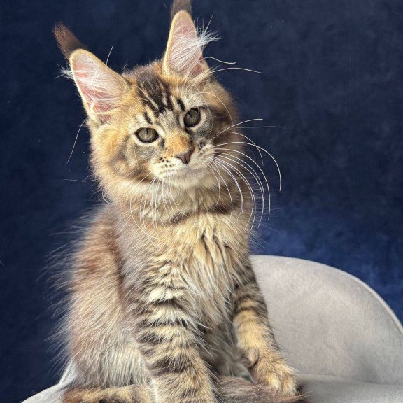 Maine Coon NOV Olris