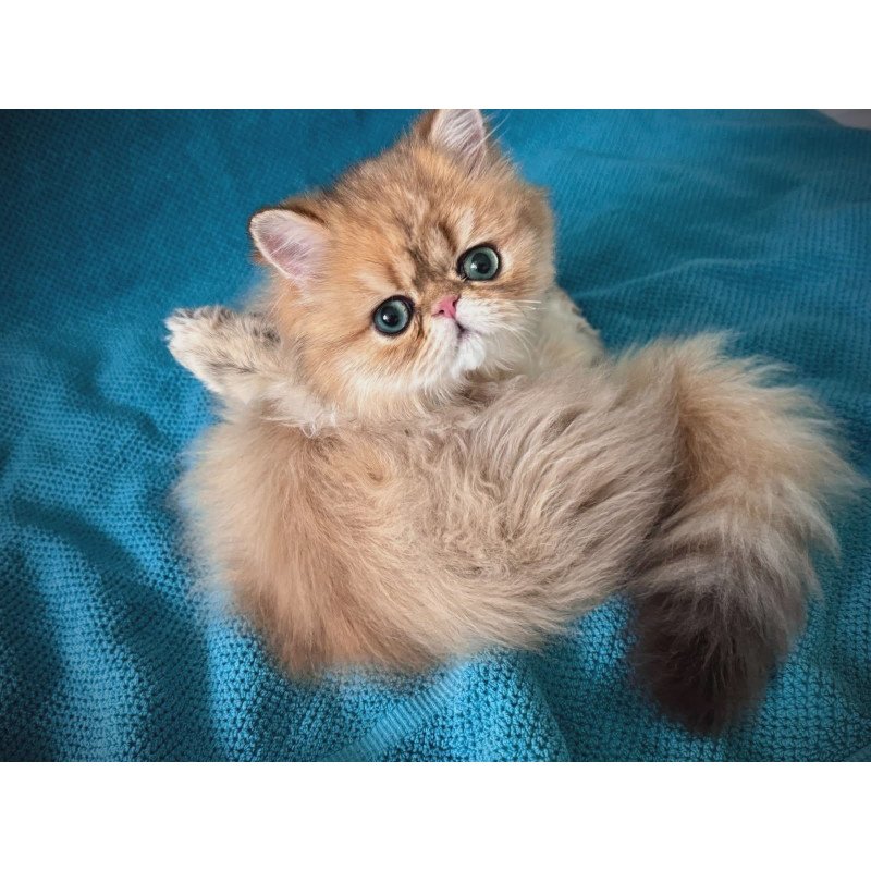 Persian NOV Teddy