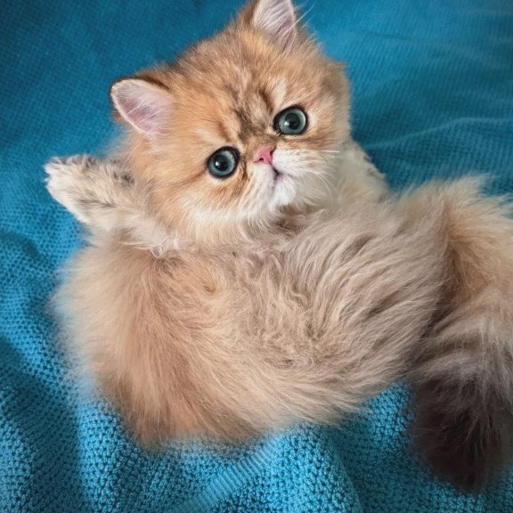 Persian NOV Teddy