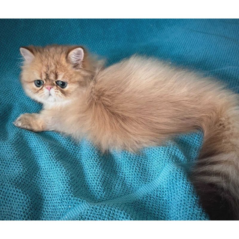 Persian NOV Teddy