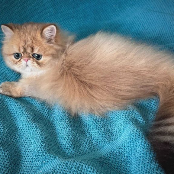 Persian NOV Teddy