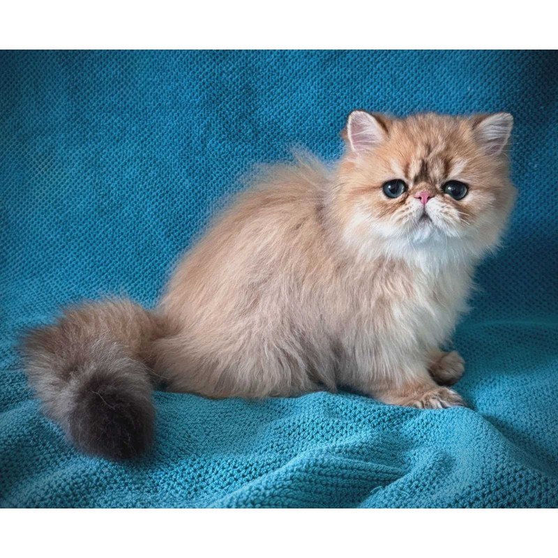 Persian NOV Teddy