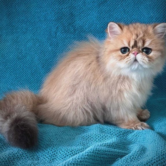 Persian NOV Teddy