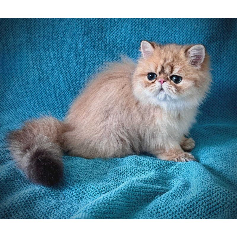 Persian NOV Teddy