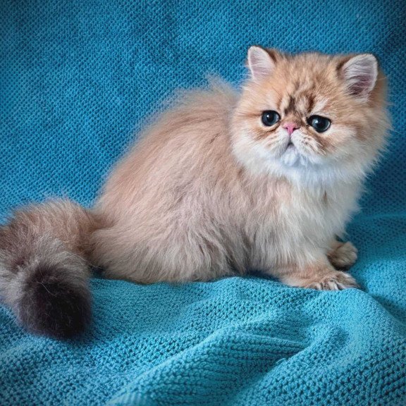 Persian NOV Teddy