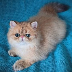 Persian NOV Teddy