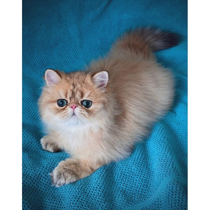 Persian NOV Teddy