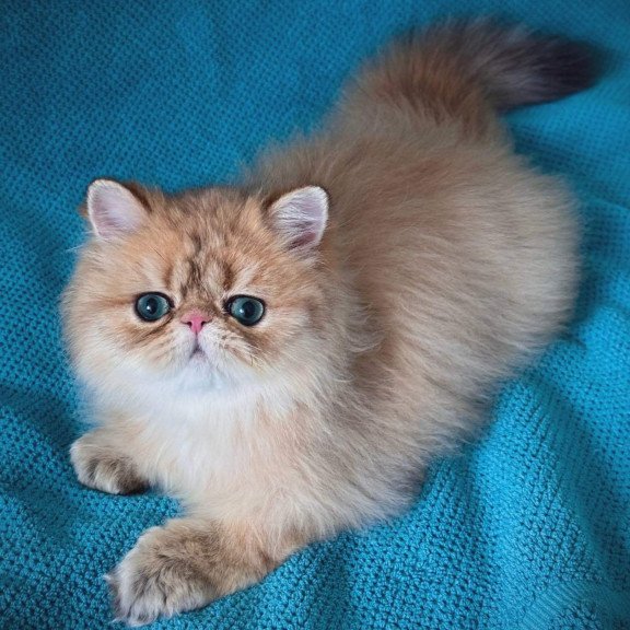 Persian NOV Teddy