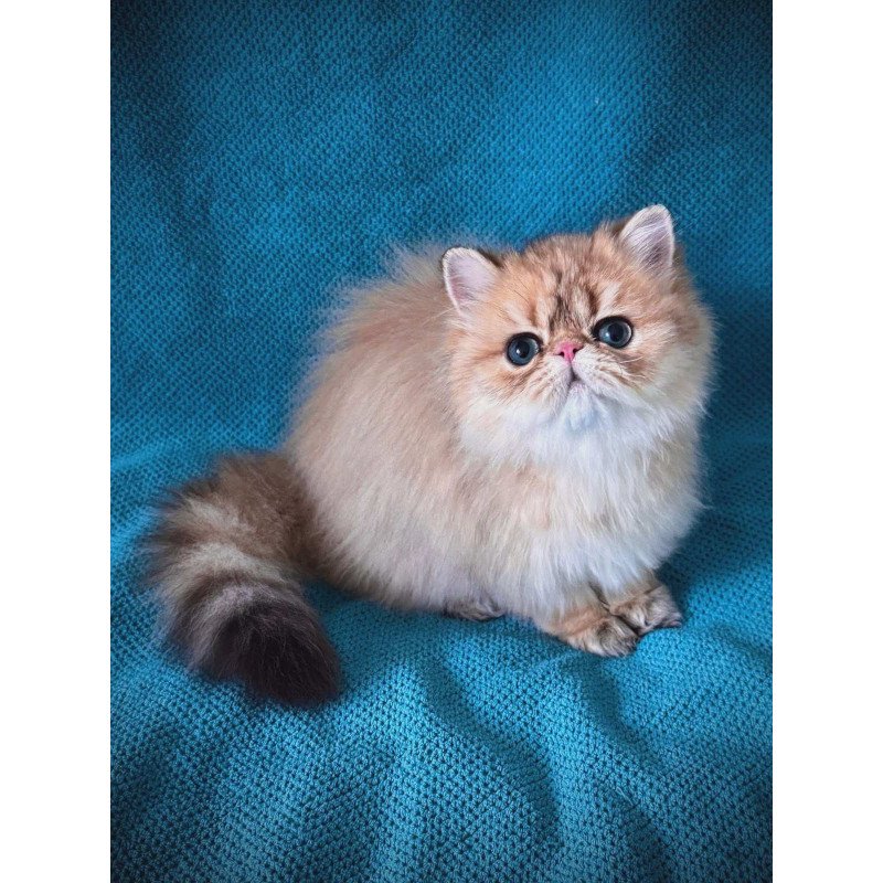 Persian NOV Teddy