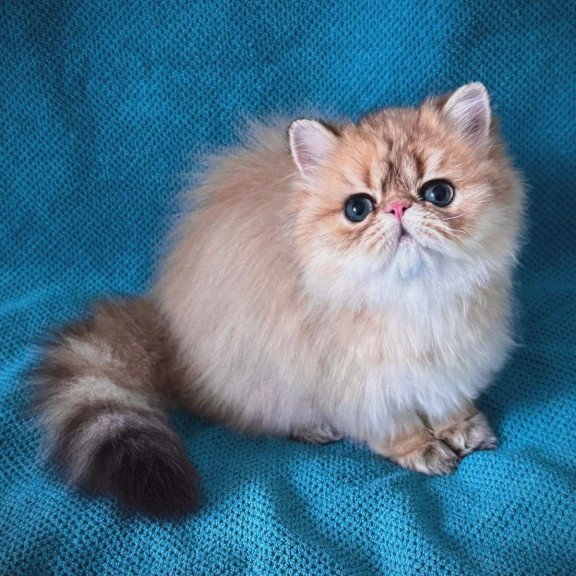 Persian NOV Teddy