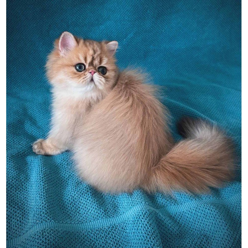 Persian NOV Teddy