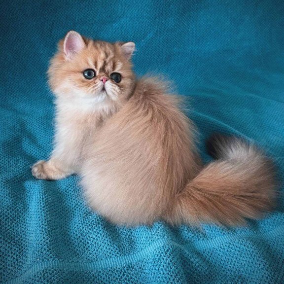 Persian NOV Teddy