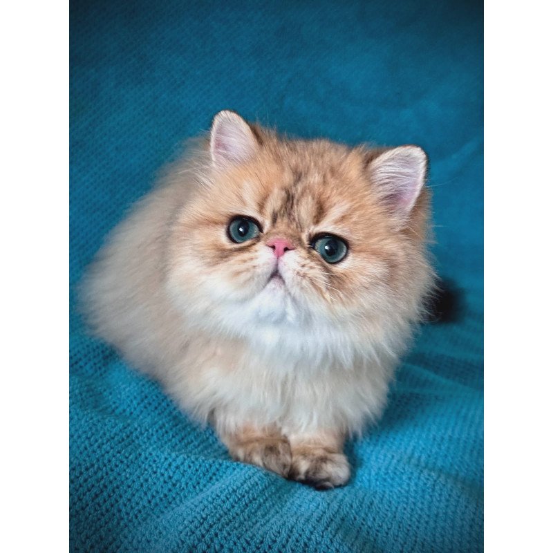 Persian NOV Teddy