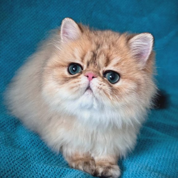 Persian NOV Teddy