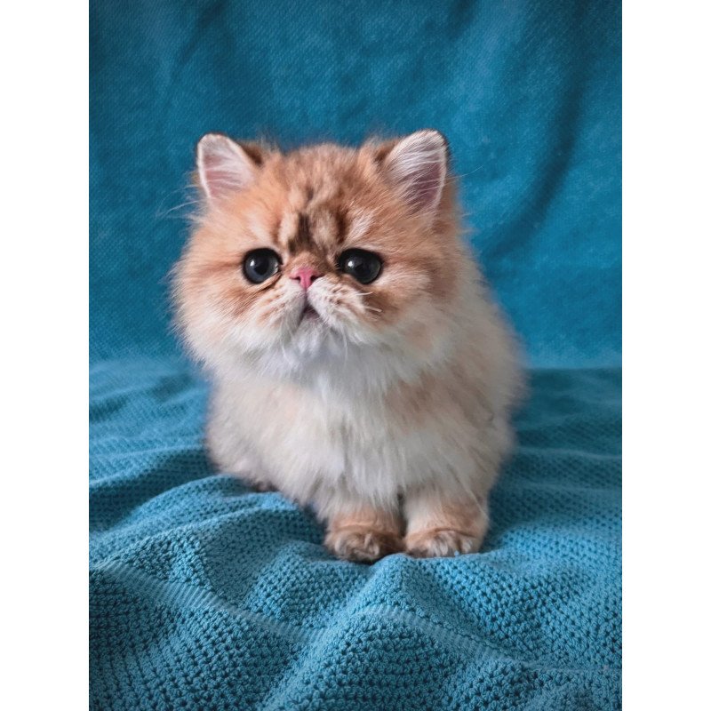 Persian NOV Teddy