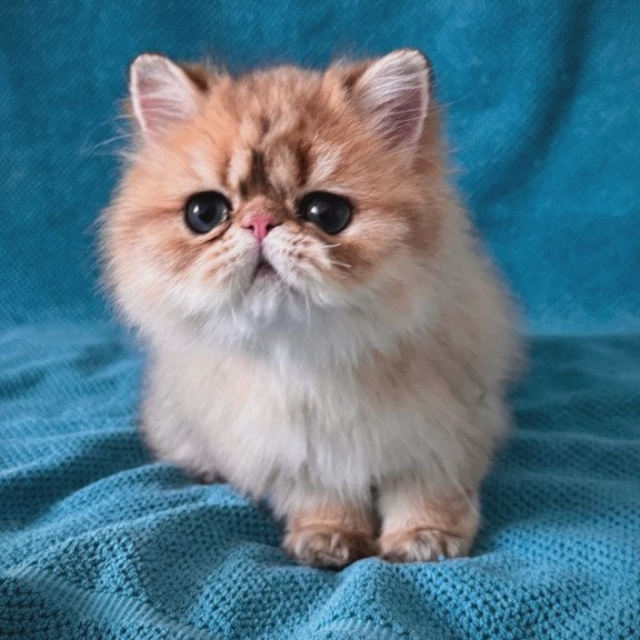 Persian NOV Teddy