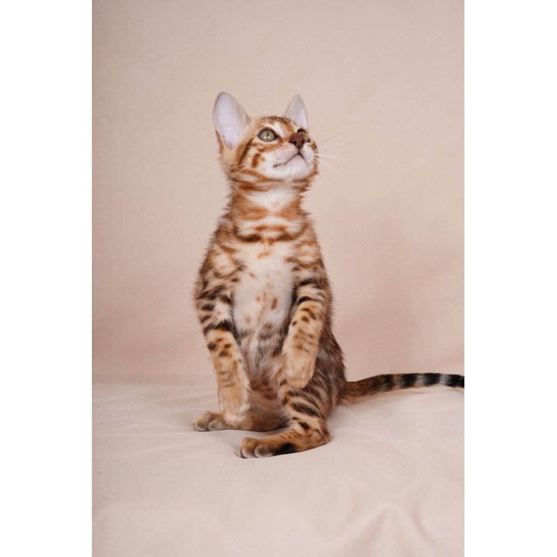 Bengal NOV Aurum