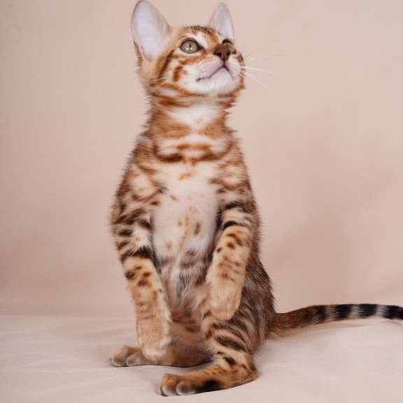 Bengal NOV Aurum