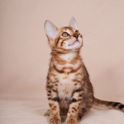 Bengal NOV Aurum