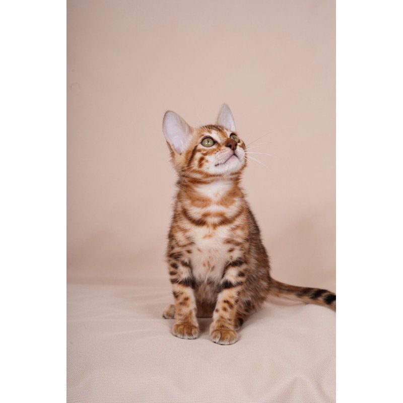 Bengal NOV Aurum