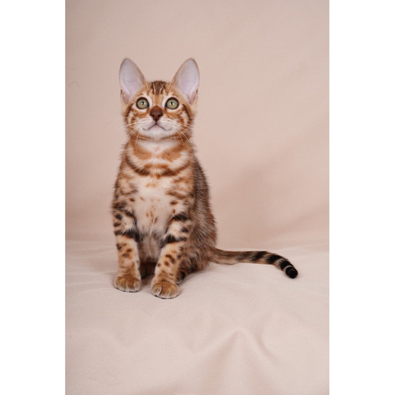 Bengal NOV Aurum