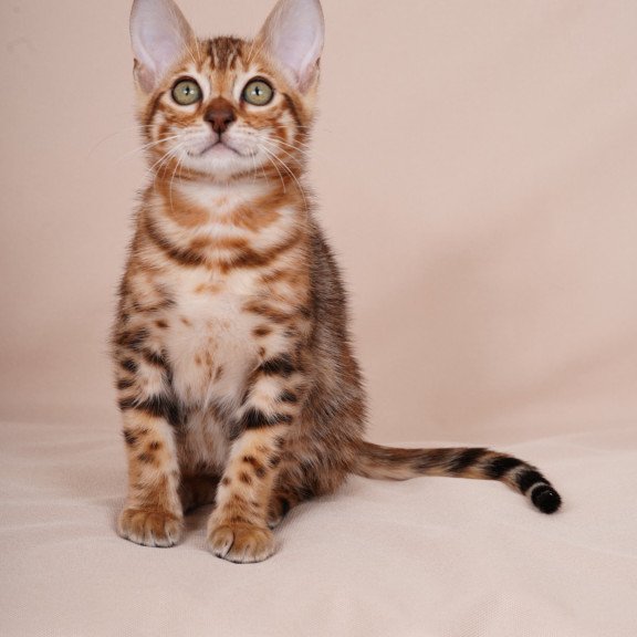 Bengal NOV Aurum