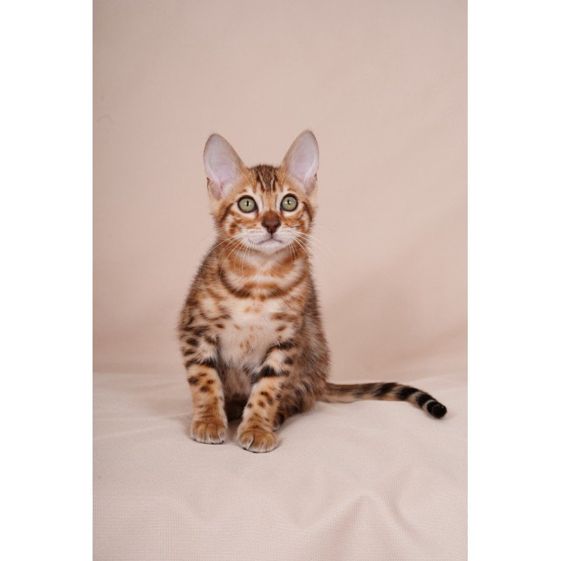 Bengal NOV Aurum