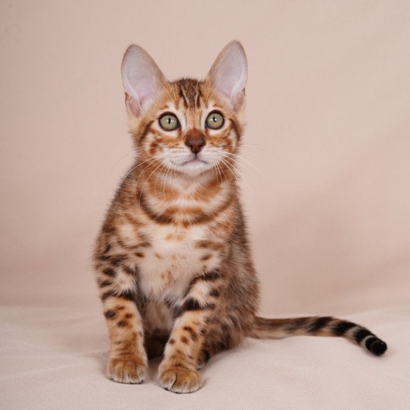 Bengal NOV Aurum