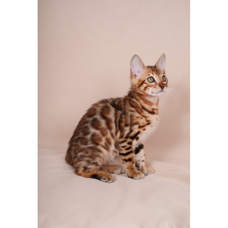 Bengal NOV Aurum