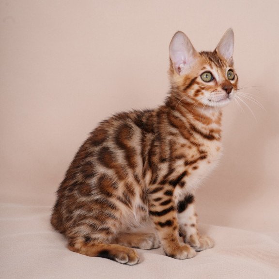 Bengal NOV Aurum
