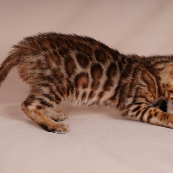 Bengal NOV Aurum
