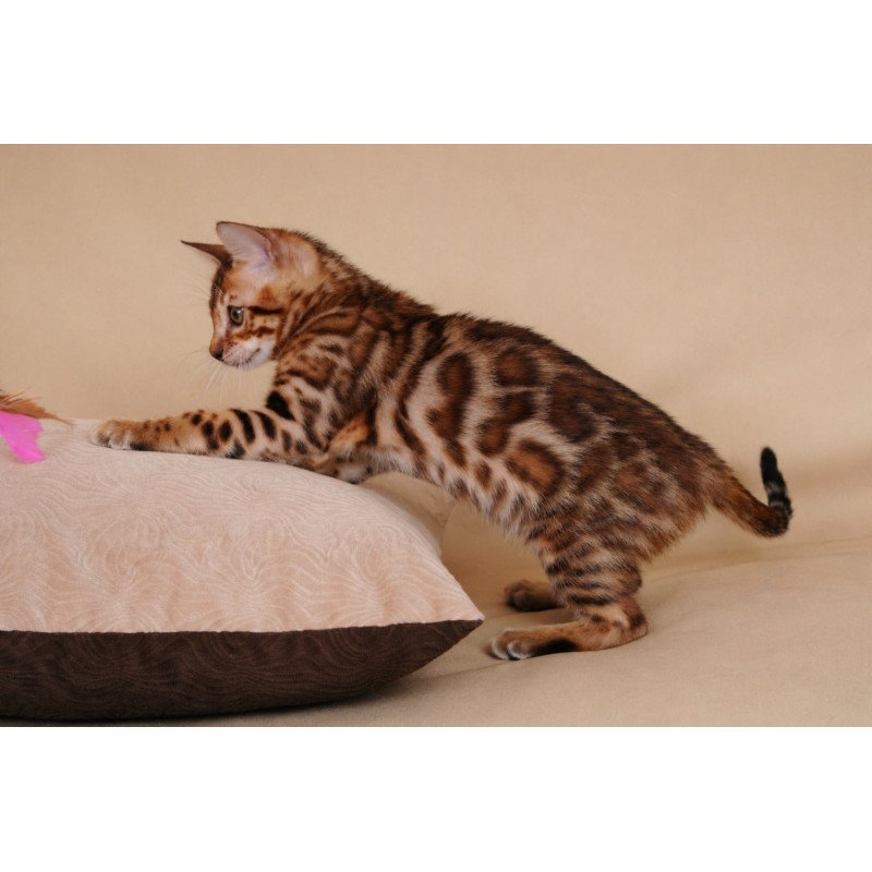 Bengal NOV Aurum
