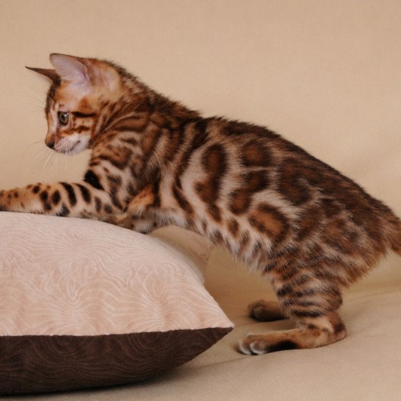 Bengal NOV Aurum
