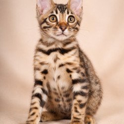 Bengal NOV Azura